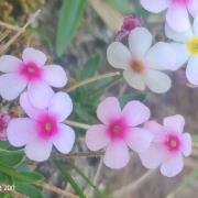 點地梅：甘肅祁連山國家級自然保護區