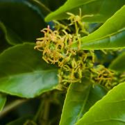 秋枫：赣州市会昌县文武坝镇