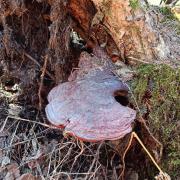 木靈芝:大沾河濕地